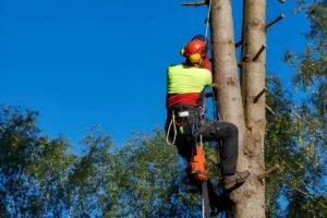 Garcia’s Roll Off Dumpster & Services | When Should You Hire a Tree Care Service? Tree care